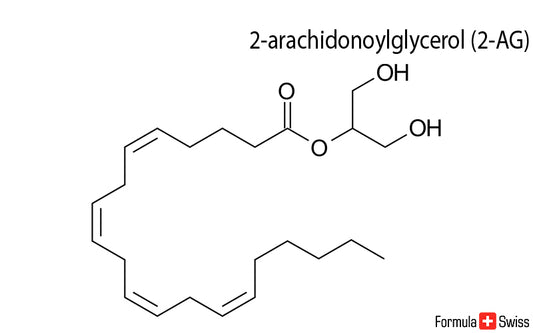 Anandamid a 2-AG - dva důležité endokanabinoidy