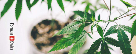99 % CBD produktů v Evropě je nelegálních, ale ne všechny