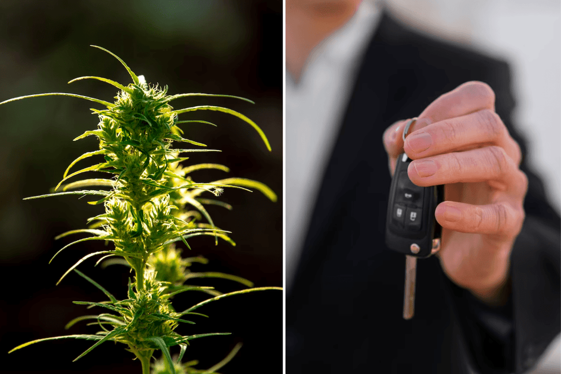 Legalizace konopí a dopravní nehody v Kanadě
