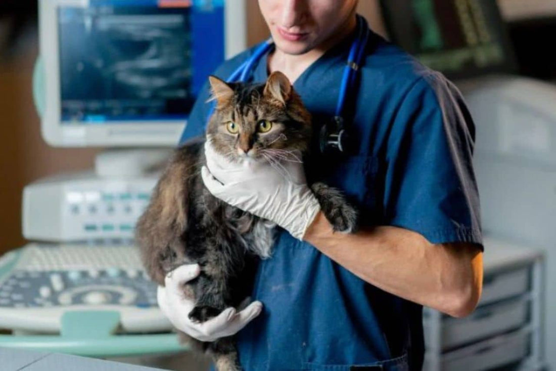 Veterinář držící kočku