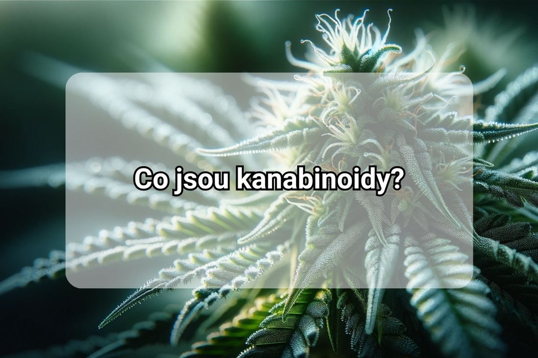 Co jsou kanabinoidy?