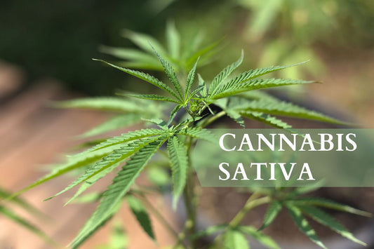 Co je Cannabis Sativa?