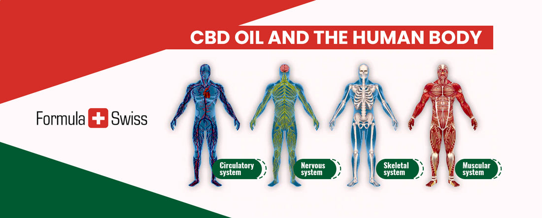 Jak olej CBD funguje? Kompletní průvodce k pochopení, jak CBD v lidském těle funguje
