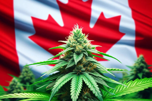 Rostlina konopí na kanadské vlajce