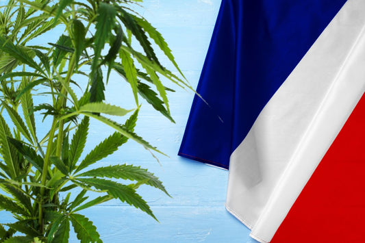 rostlina konopí a vlajka Francie