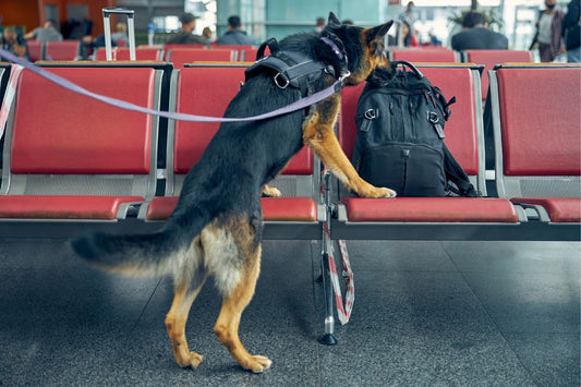 Policejní pes očichává batoh