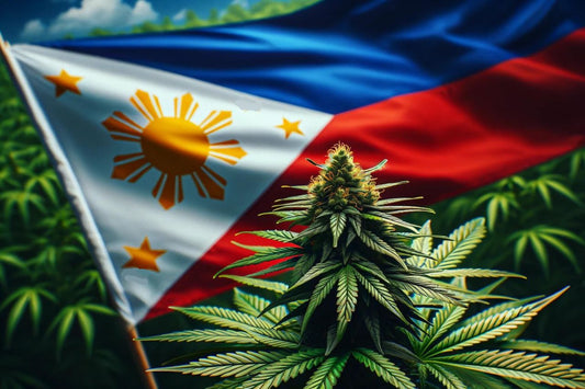 Rostlina konopí a filipínská vlajka