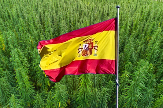 Španělská vlajka před konopným polem