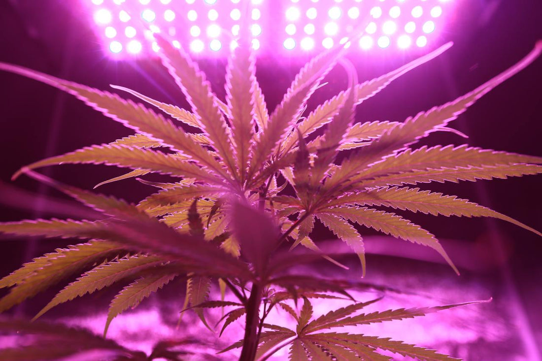 Španělsko se díky dohodě s Kongresem přiblížilo k regulaci konopí "Cannabis Light"