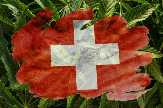 Švýcarská vlajka s konopím na pozadí