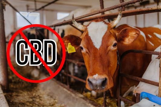 Zákaz CBD na mléčné farmě