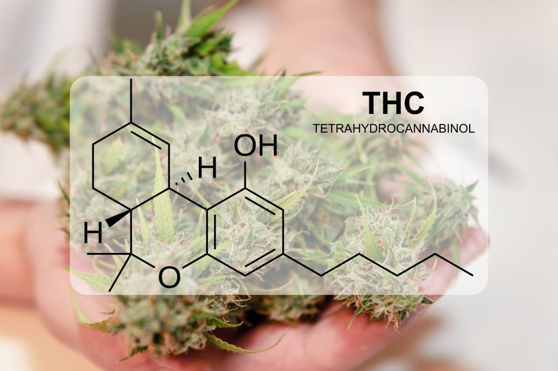 Co je THC (tetrahydrokanabinol)?