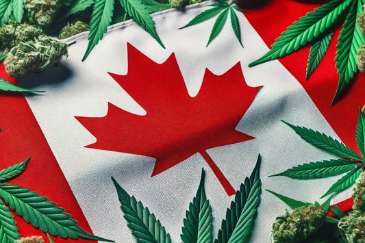Kanadská vlajka a listy konopí