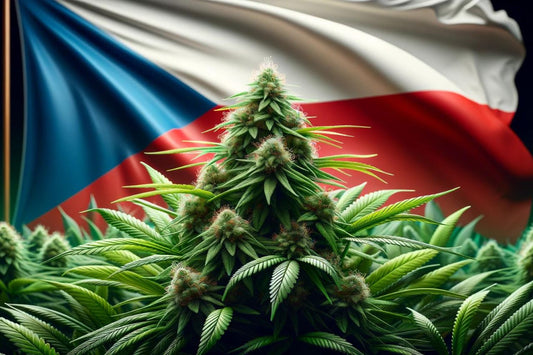 Rostlina konopí a vlajka Česka